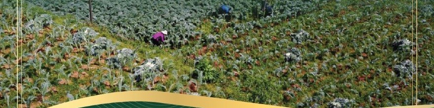 Vùng trồng actiso trên sườn đồi Sa Pa