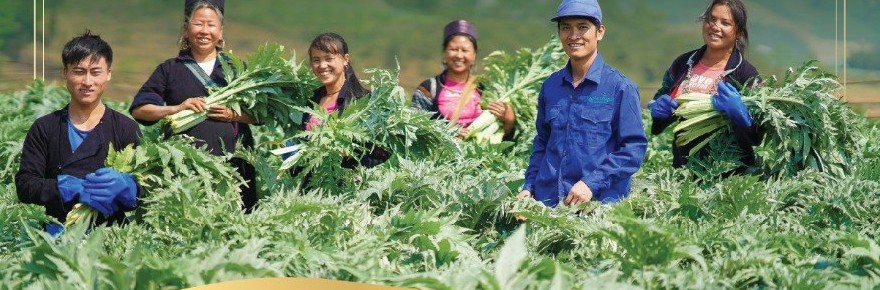 Người trồng actiso tại vùng dược liệu Lào Cai