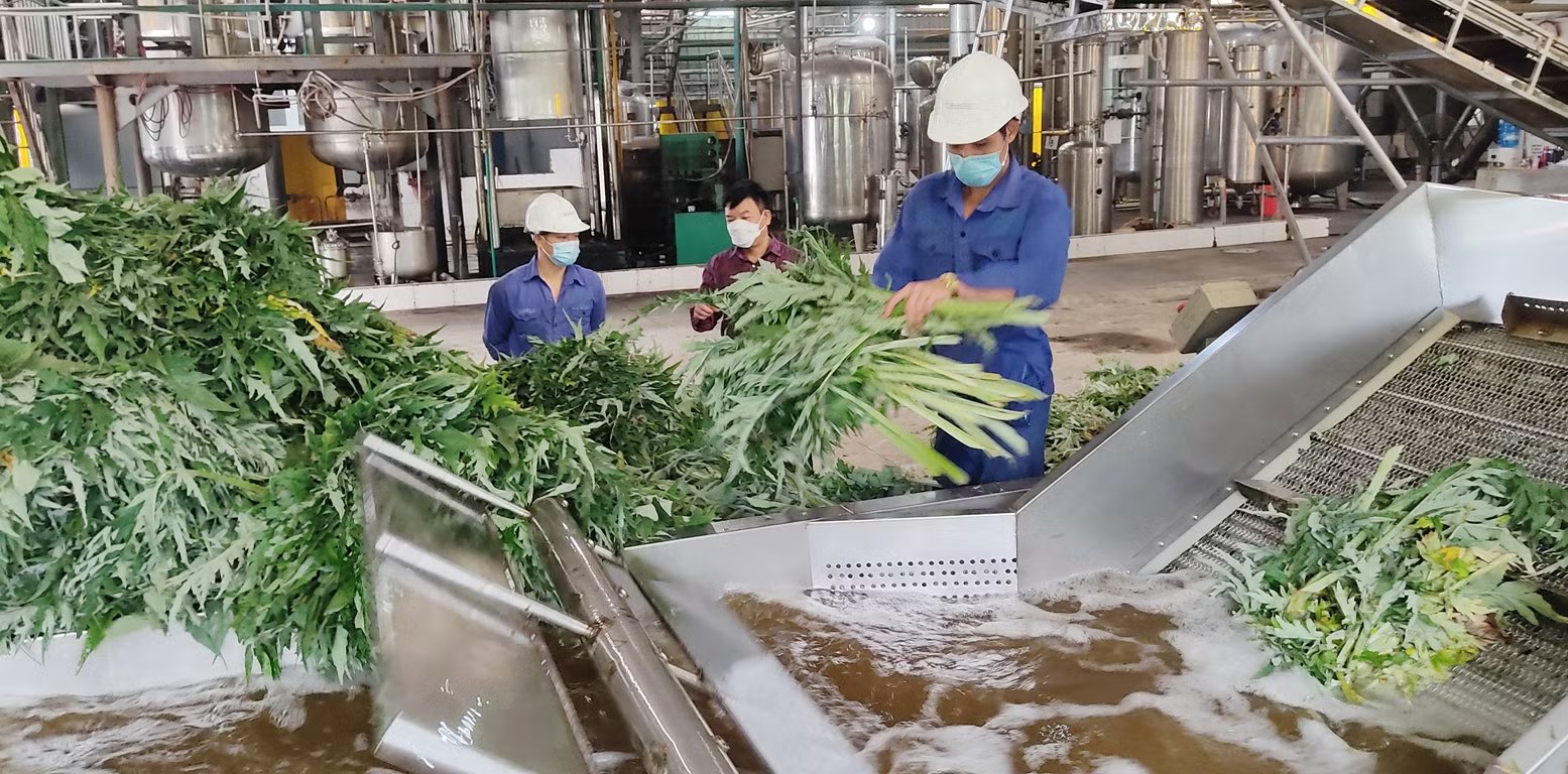 Rửa lá actiso tươi trên dây chuyền trước khi chiết