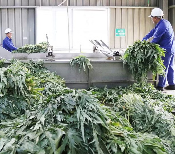 Tiếp nhận lá actiso tươi tại nhà máy