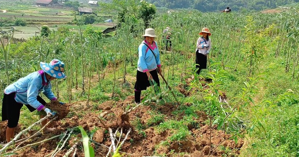 Người trồng chăm sóc vùng actiso