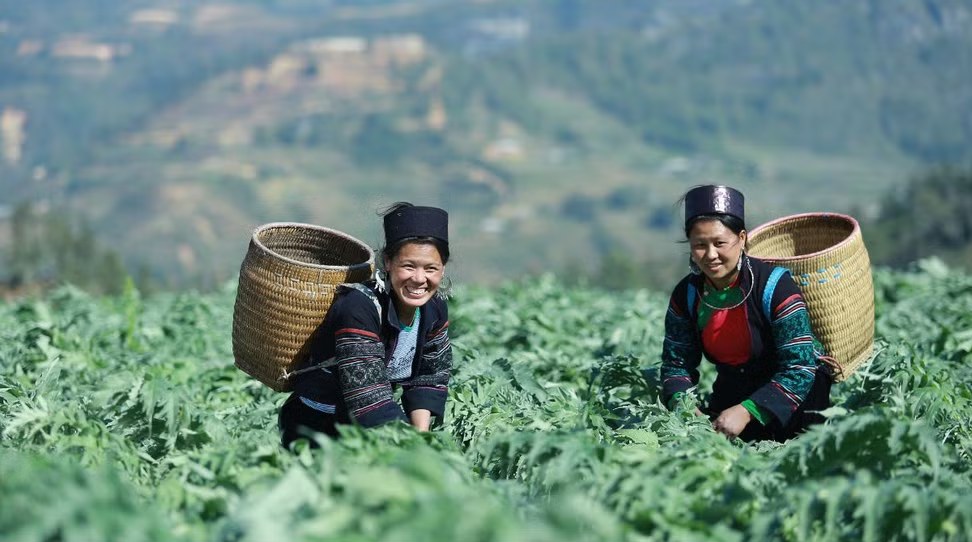 Phụ nữ H'Mông thu hái lá actiso trên đồi Sa Pa